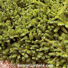 Picea abies, Norway Spruce