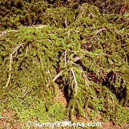 Picea abies, Spruce