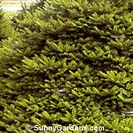 Picea abies, Norway Weeping Spruce