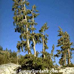 Picea breweriana, Brewer's Weeping Spruce, Weeping Spruce, Brewer Spruce