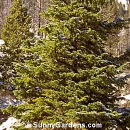 Picea engelmannii, Engelmann Spruce