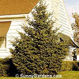 Picea glauca, White Spruce