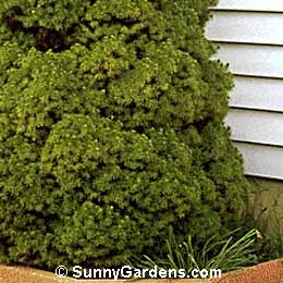 Picea glauca, Dwarf White Spruce, Dwarf Alberta Spruce, Picea glauca albertiana 'Conica'