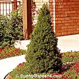 Picea glauca albertiana, White Alberta Spruce