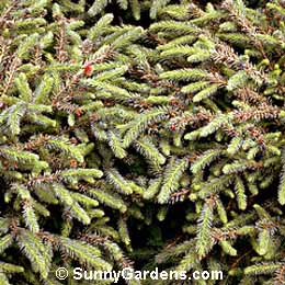 Picea mariana, Dwarf Black Spruce, Dwarf Double Spruce, Dwarf Bog Spruce