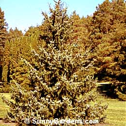 Picea omorika, Serbian Spruce