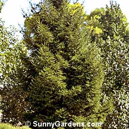 Picea orientalis, Oriental Spruce