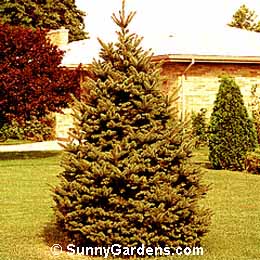Picea pungens, Colorado Spruce
