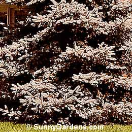 Picea pungens, Colorado Blue Spruce