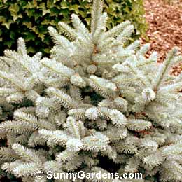 Picea pungens, Dwarf Colorado Spruce, Picea pungens 'Montgomery'