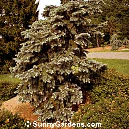 Picea pungens, Colorado Spruce, Koster Blue Spruce