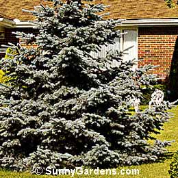 Picea pungens, Moerheim Blue Spruce