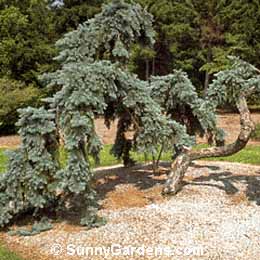 Picea pungens, Weeping Blue Spruce