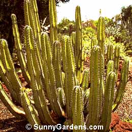 Euphorbia avasmontana, Spurge