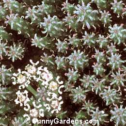 Euphorbia caput-medusae, Medusa's Head