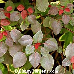 Euphorbia cotinifolia, Caribbean Copper Plant