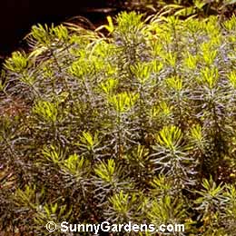 Euphorbia cyparissias, Cypress Spurge