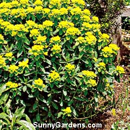 Euphorbia epithymoides, Cushion Spurge, Euphorbia polychroma