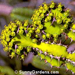 Euphorbia franckiana, Spurge, Milkweed