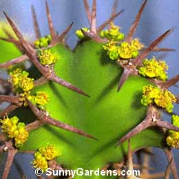 Euphorbia grandicornis, Big Horned Euphorbia, Cow Horn