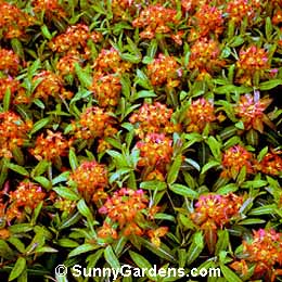 Euphorbia griffithii, Spurge