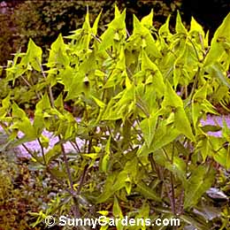 Euphorbia lathyris, Caper Spurge, Myrtle Spurge, Mole Plant