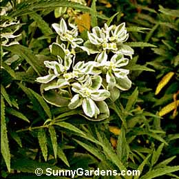 Euphorbia marginata, Snow on the Mountain, Ghost Weed, Summer Icicle