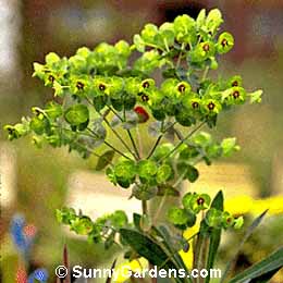 Euphorbia x martinii, Milkweed, Spurge