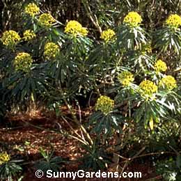 Euphorbia mellifera, Spurge, Milkweed
