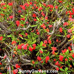 Euphorbia milii, Crown of Thorns, Christ Thorn, Christ Plant