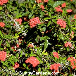 Euphorbia milii spendens, Crown of Thorns, Christ Thorn, Christ Plant