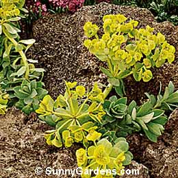 Euphorbia myrsinites, Myrtle Euphorbia, Myrtle Spurge