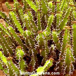Euphorbia pseudocactus, Spurge