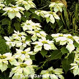 Euphorbia pulcherrima, Poinsettia, Christmas Star, Christmas Flower