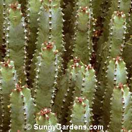 Euphorbia resenifera, Spurge