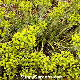 Euphorbia rigida, Spurge, Euphorbia biglandulosa