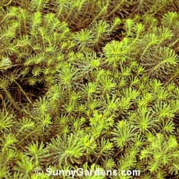 Euphorbia seguierana niciciana, Spurge