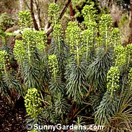 Euphorbia wulfenii, Euphorbia, Euphorbia characias wulfenii