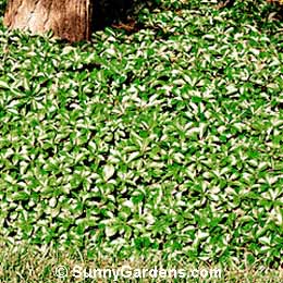 Pachysandra terminalis, Japanese Spurge