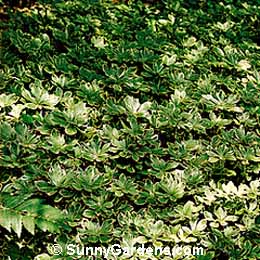 Pachysandra terminalis variegata, Japanese Spurge