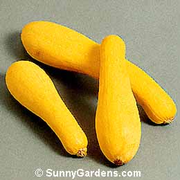 Cucurbita pepo, Yellow Squash