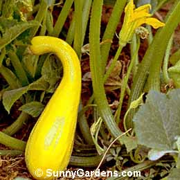Cucurbita, Crookneck Squash