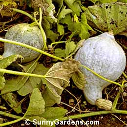 Cucurbita maxima, Hubbard Squash