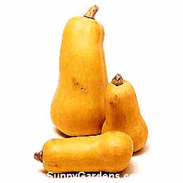 Cucurbita moschata, Butternut Squash
