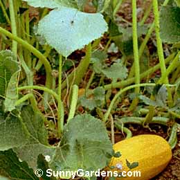 Cucurbita pepo, Spaghetti Squash