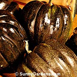 Cucurbita pepo, Acorn Squash