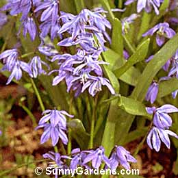 Scilla siberica, Wild Hyacinth