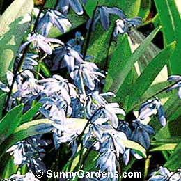 Scilla siberica, Bluebell