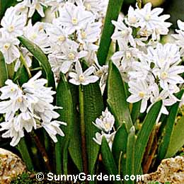 Puschkinia scilloides, Striped Squill, Lebanon Squill