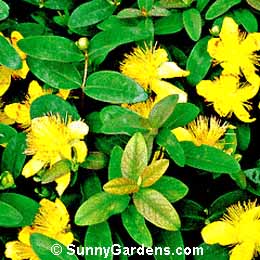 Hypericum calycinum, St. John's Wort, Aaron's Beard